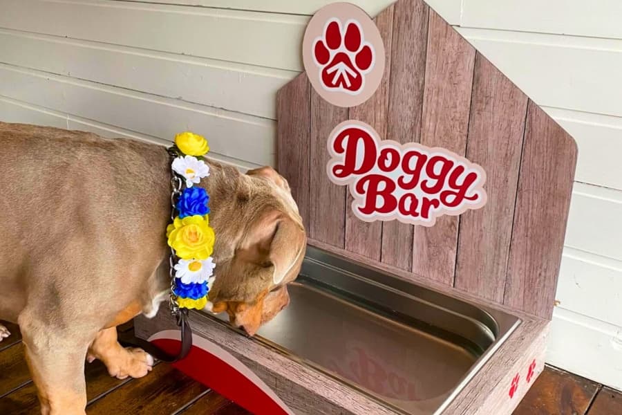 Doggy Bar Hund Bistro
