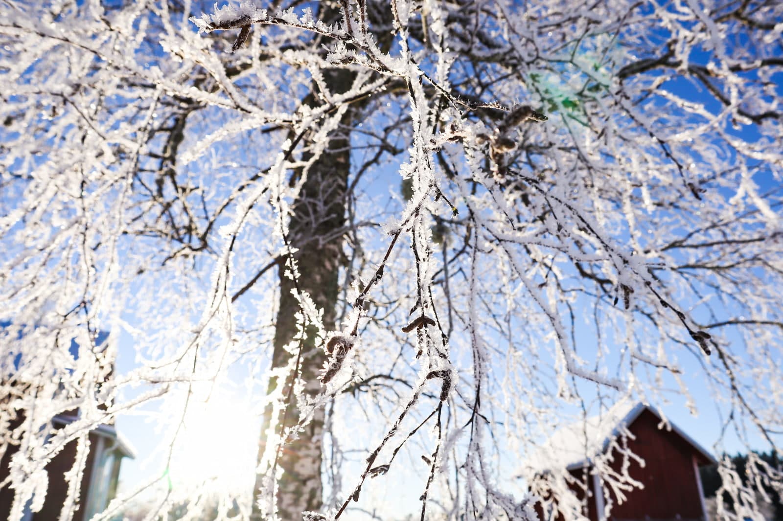 Vinterlandskap vid campingen Sommarvik med snötäckta tallar.