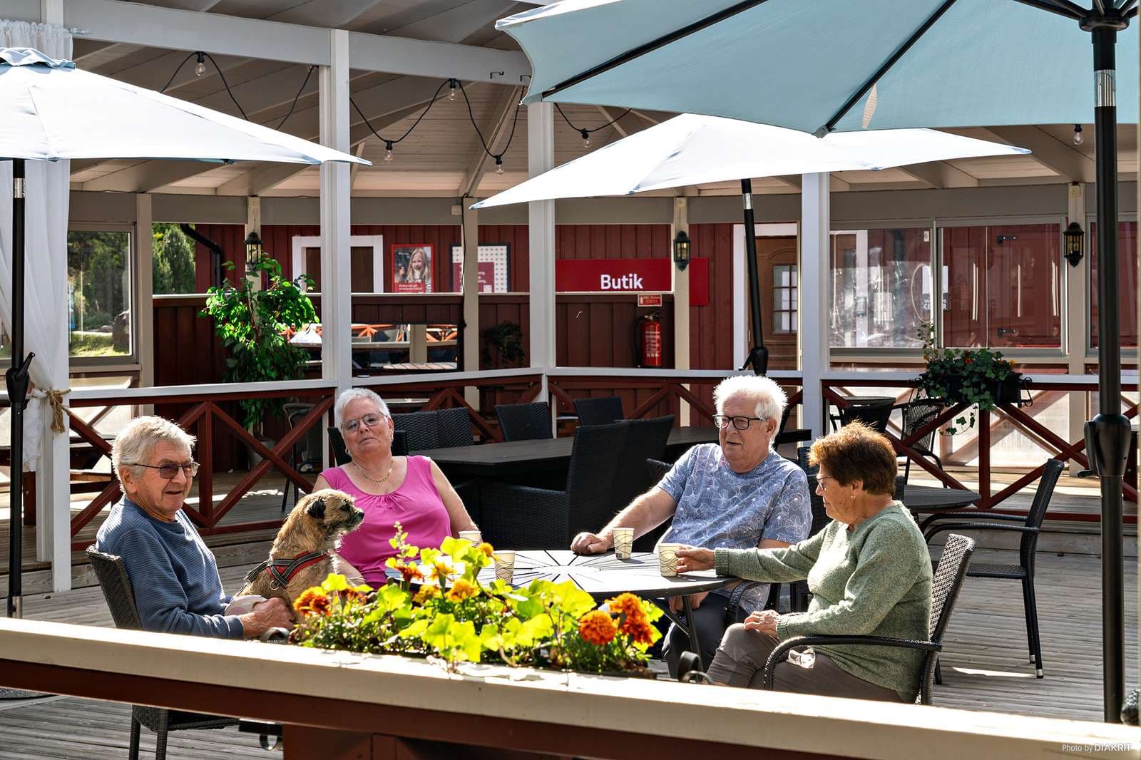 Hund slapper av ved en uteservering på en hundevennlig campingplass.