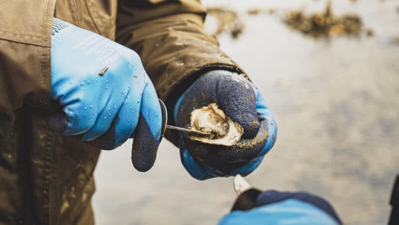 Foto: Pressfoto av Bjarke Petersen för Visit Rømø & Tønder
